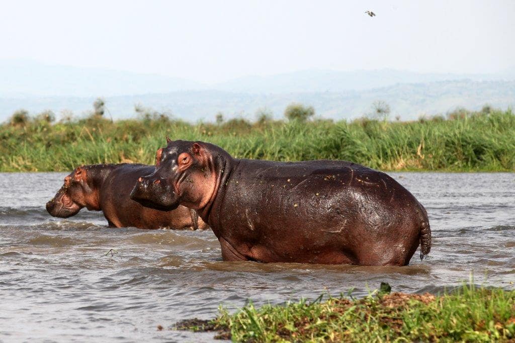 ouganda wilderness