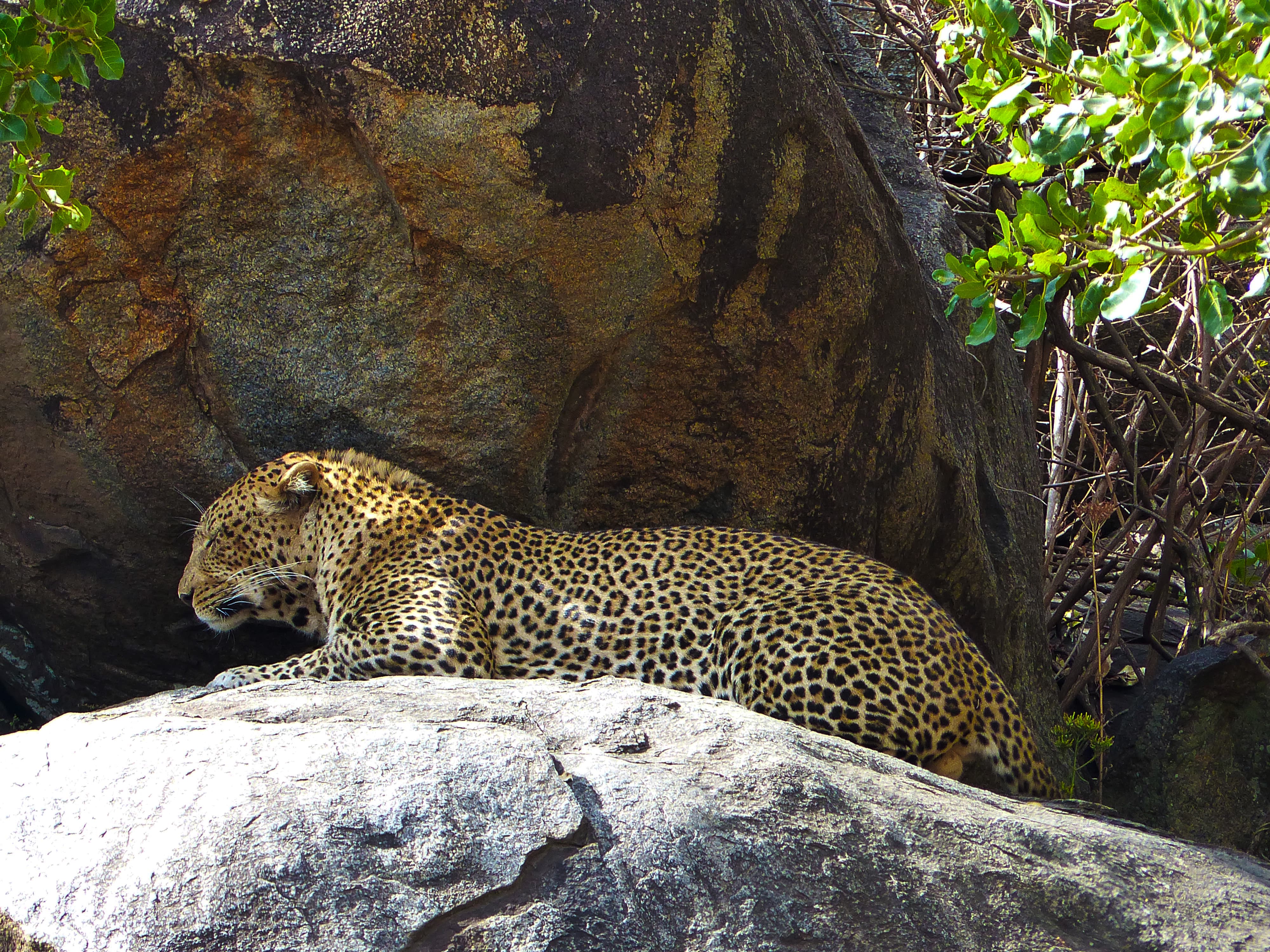 leopard globe nature tour