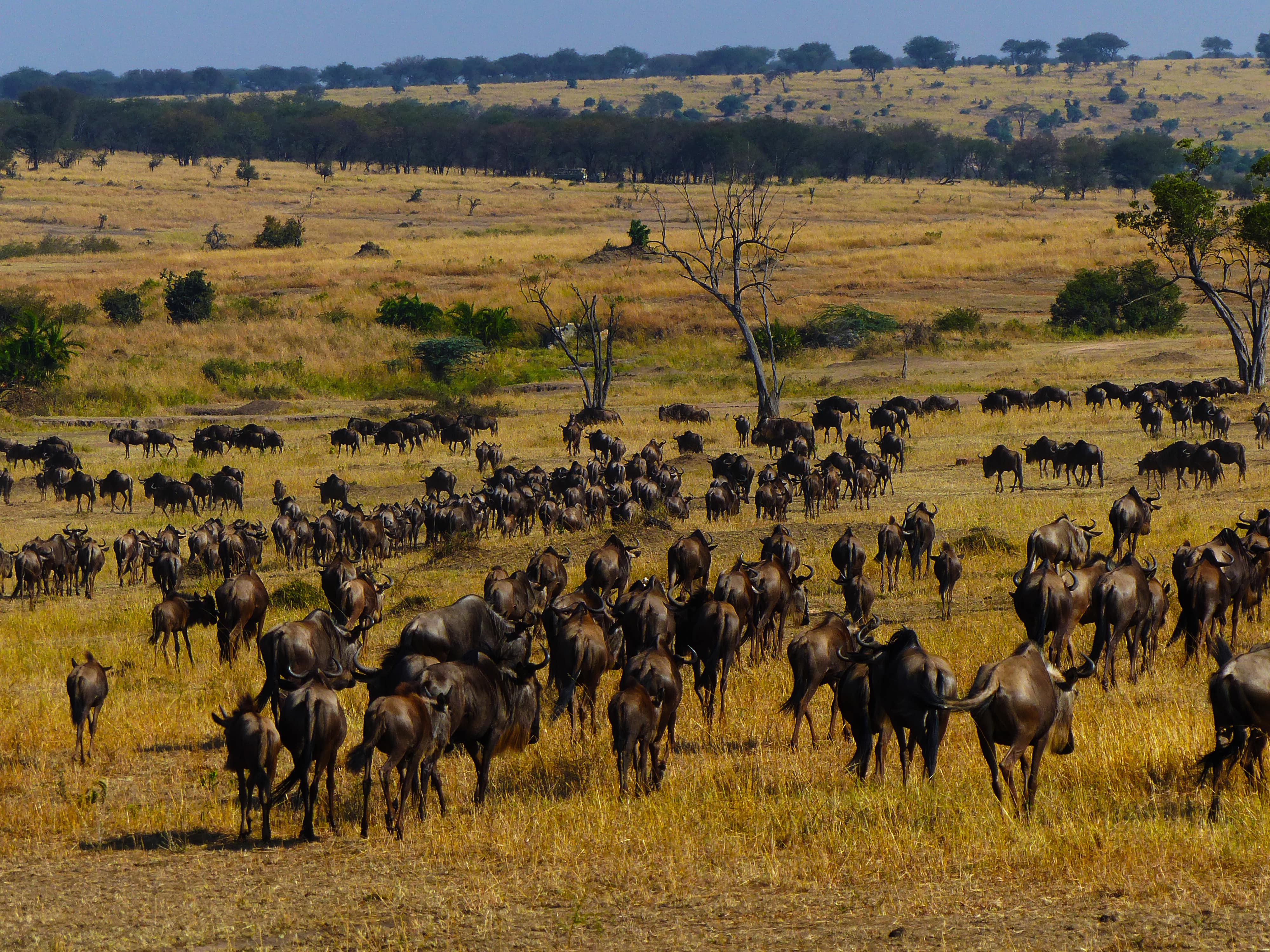 migration des gnous avec globe nature tour