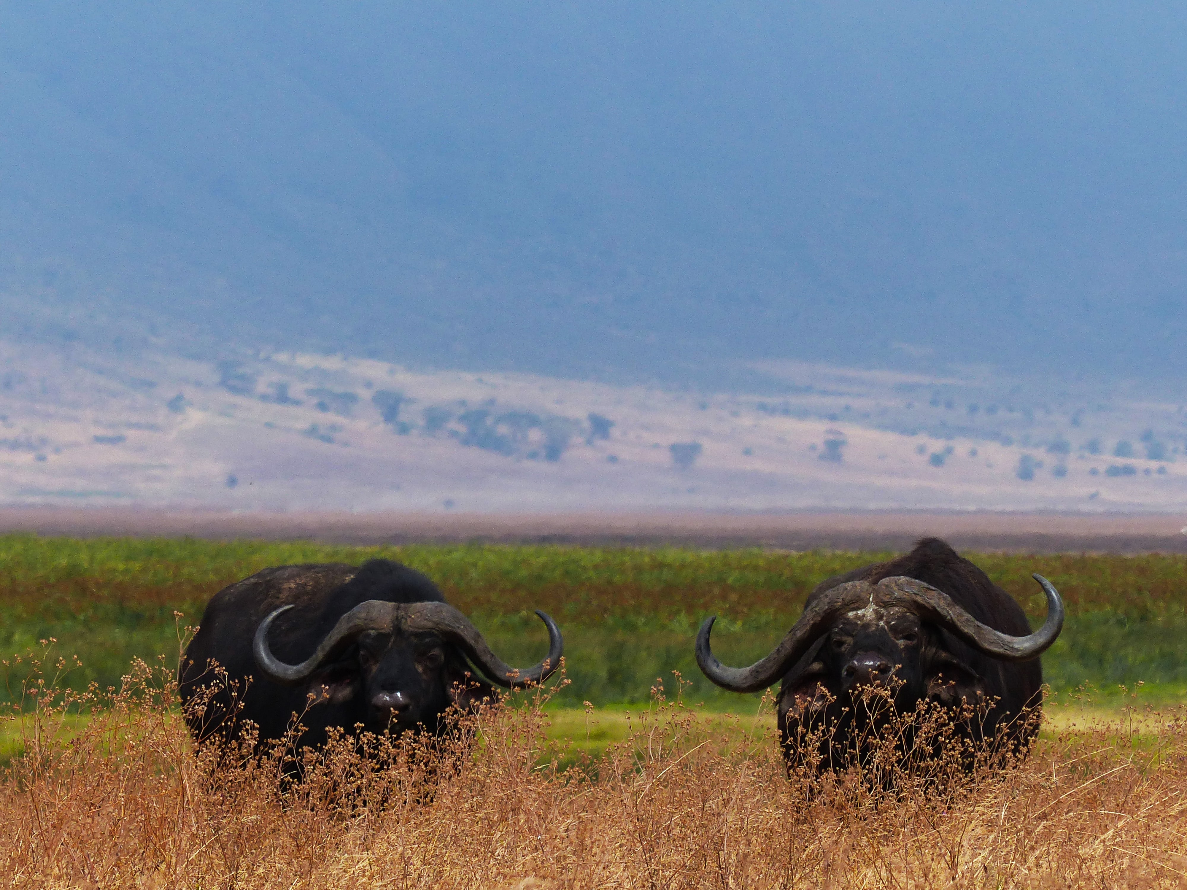 safari big five