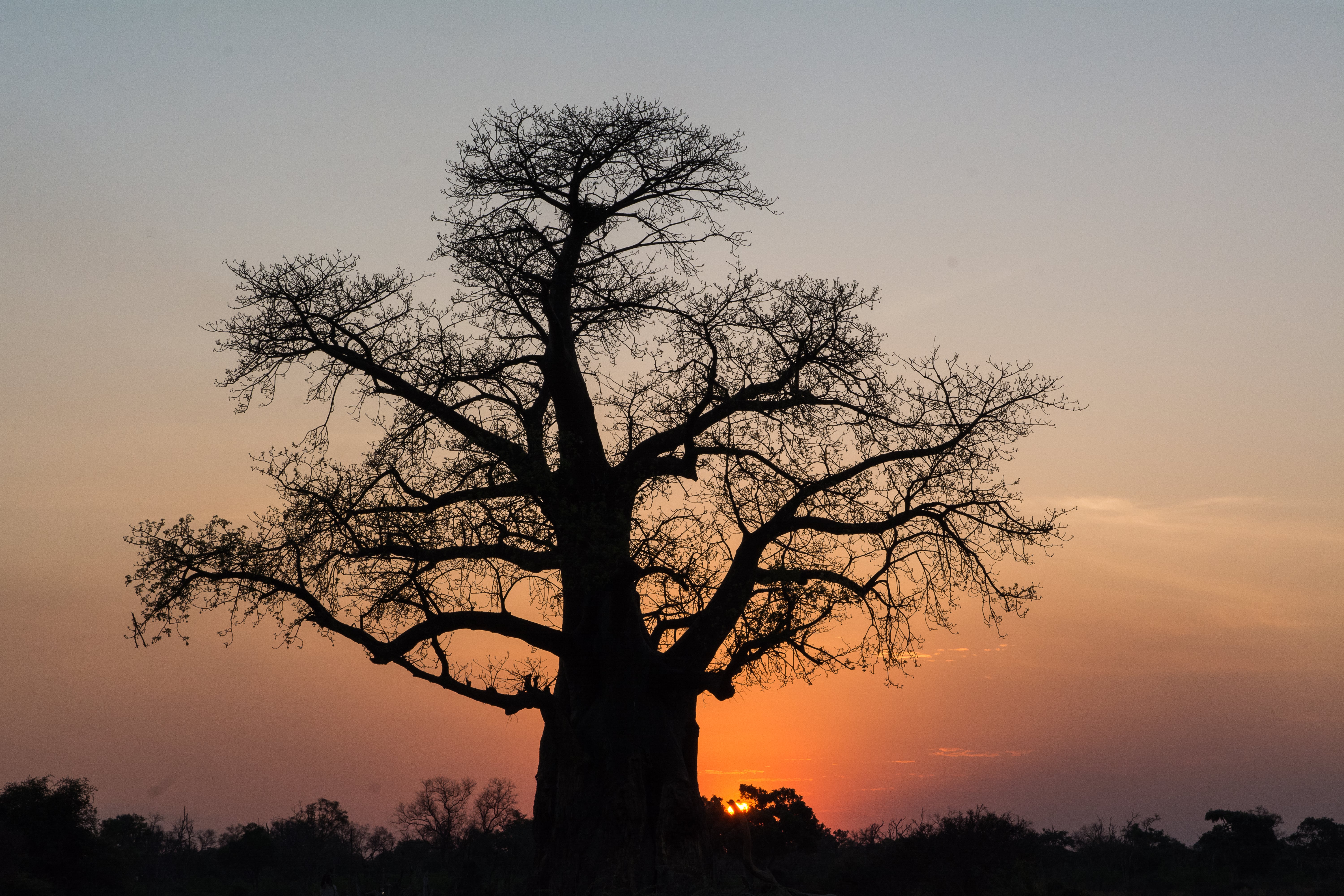 safari photo afrique