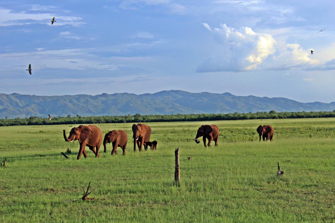 botswana okavango