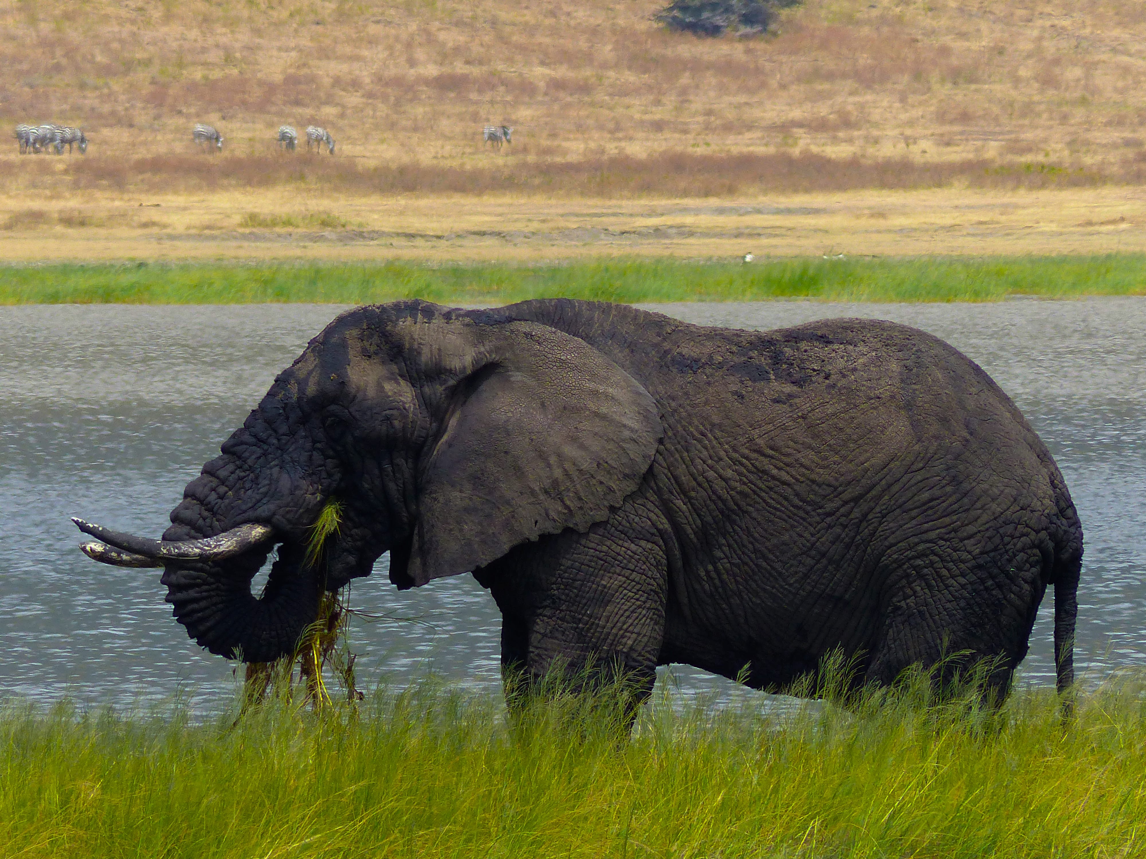 tanzanie safari