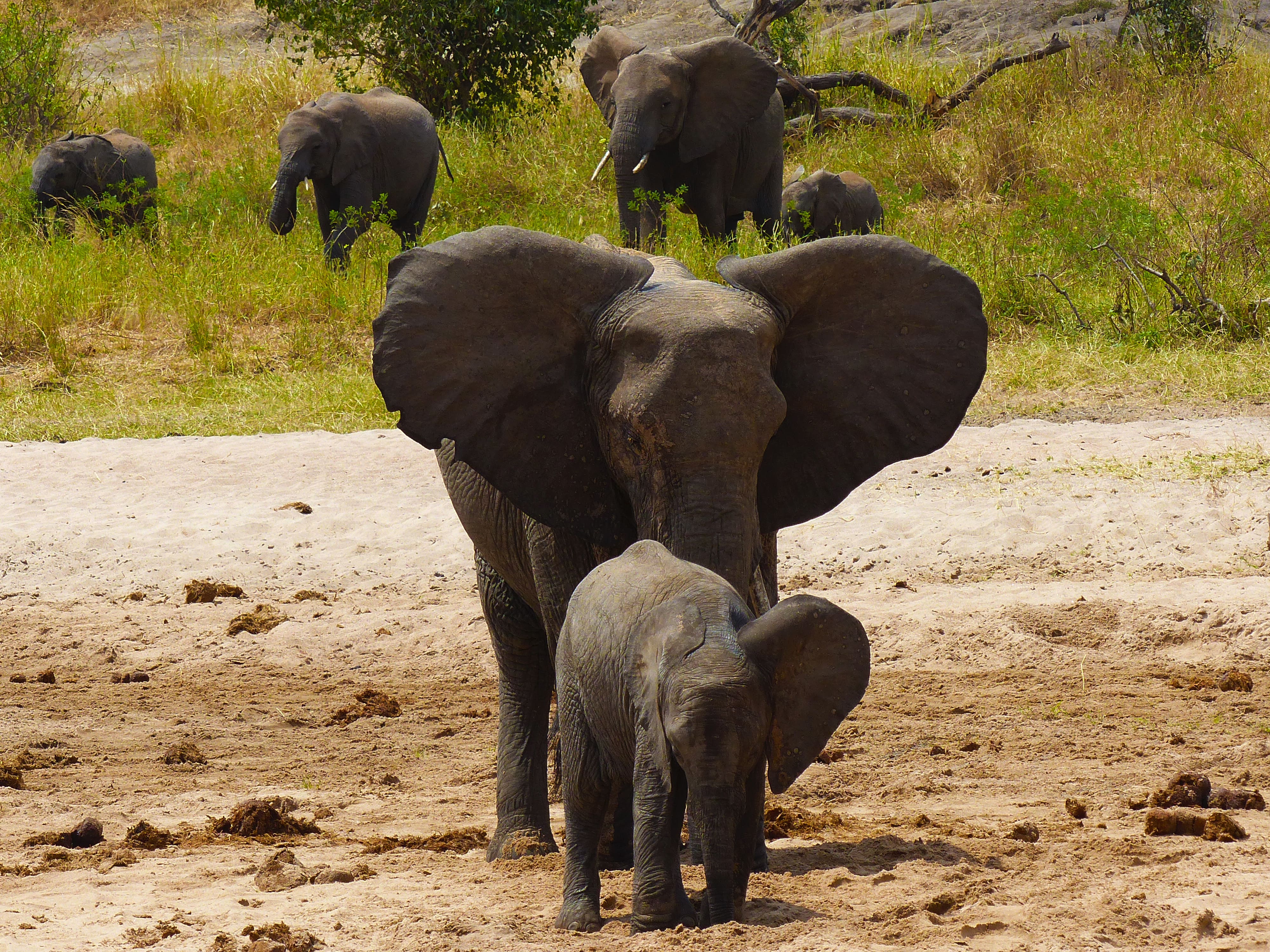 safari tanzanie