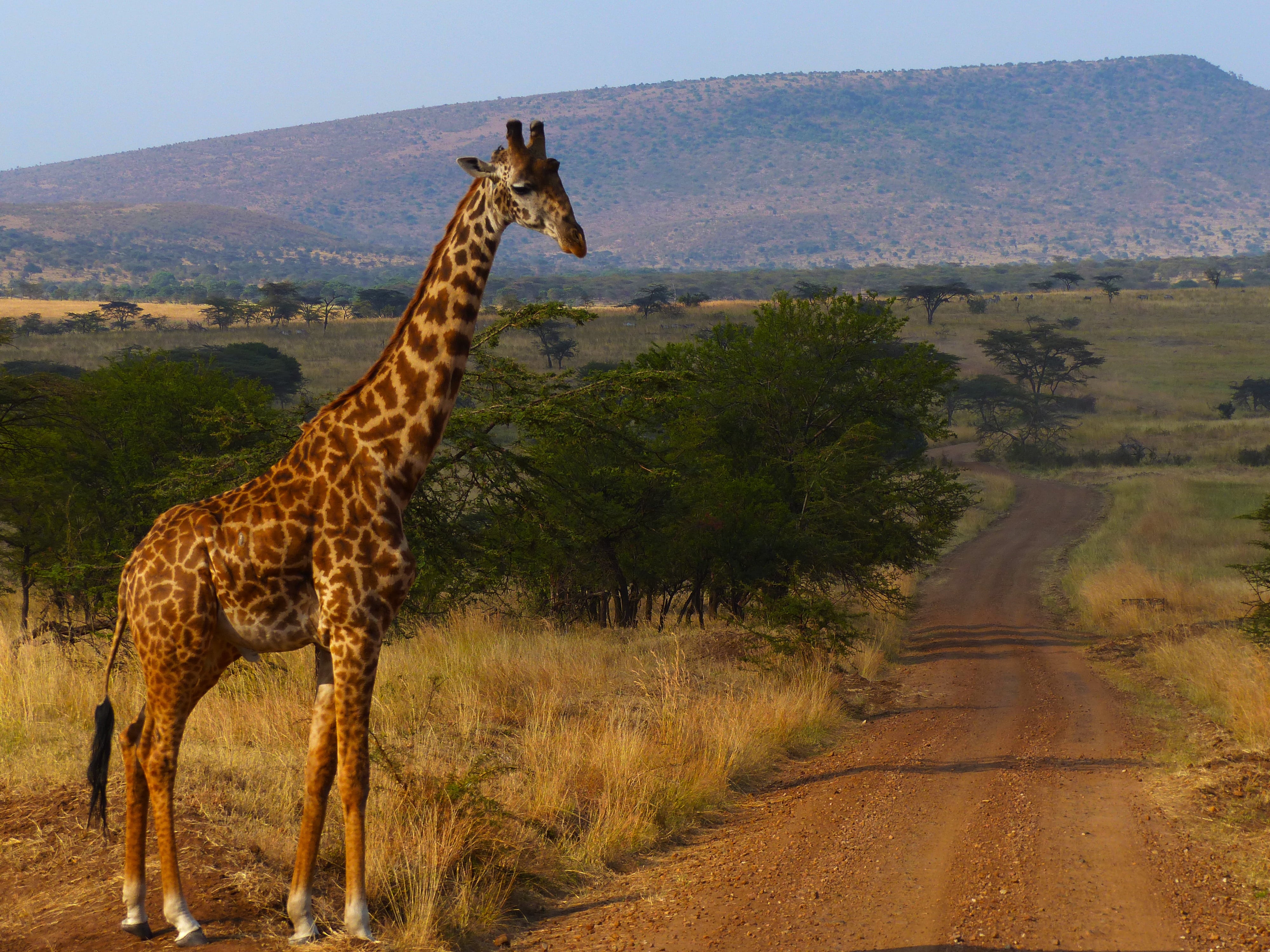 tanzanie safari photo