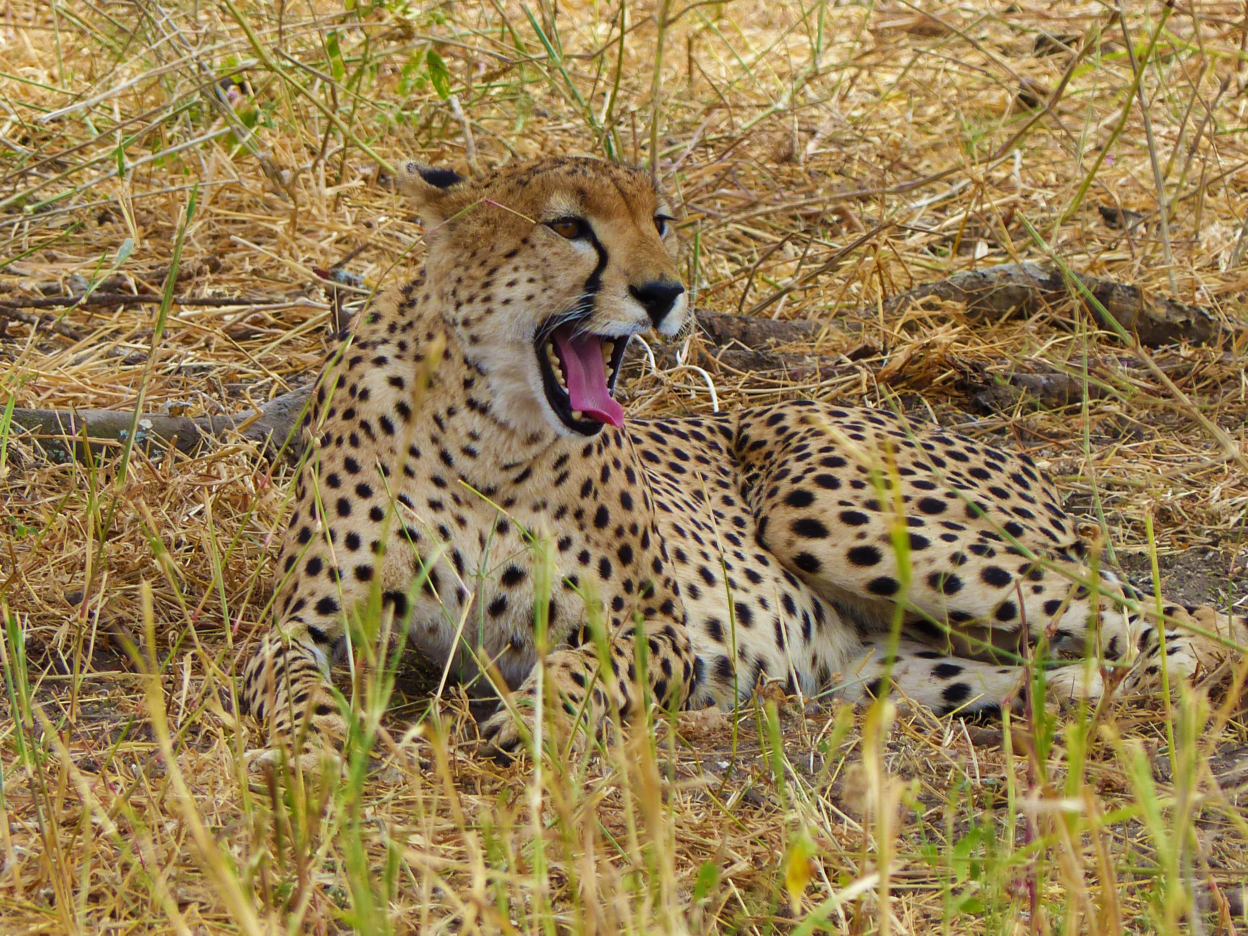 safari photo en tanzanie