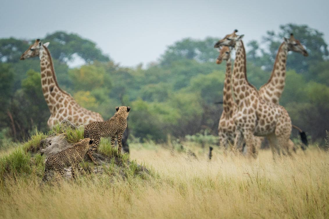 safari Globe nature tour