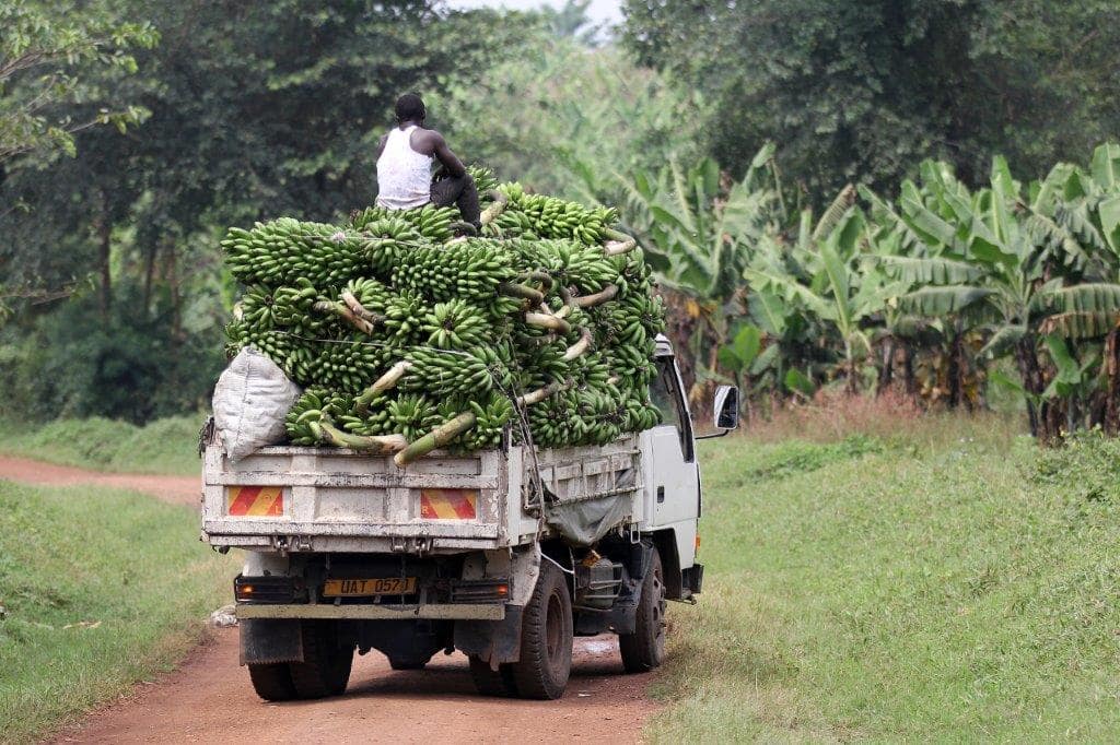 Ouganda safari