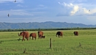 botswana okavango