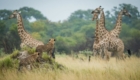 safari Globe nature tour